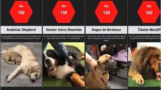 Comparison: Largest Dog Breeds