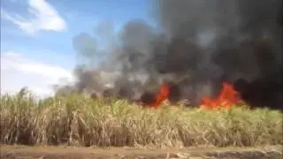 Pelwatte sugar factory, Sri Lanka - HARVESTING Sugar cane