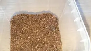 Trochosa sp. feeding:)