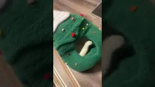 Cats' Hilarious Reaction to Christmas Gift: A Cat Hidey Hole! #cats #cat #viral #kitten