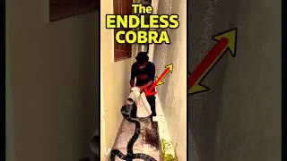The Endless King Cobra 😱
