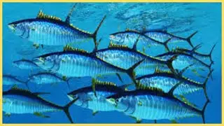 School of Fish : Mesmerizing Fish Schools : Nature's Underwater Ballet|#fish #nature #oceanlife
