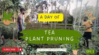 Chai Bagan Me Pruning | Tea Plant Cutting Method 🌱 #video 