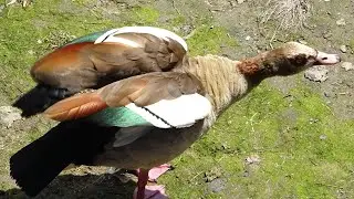 Ganso del Nilo