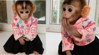 Cute Monkey Princess Eating Sweet Potato Like a Lady