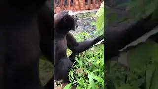 Wood monkey with weed