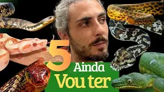 As 5 serpentes que mais quero ter🌚 #animaisdeestima&ccedil;&atilde;o  #cobrasnake #reptil 