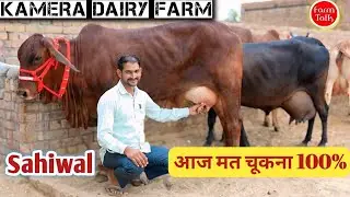 दुर्लभ शुद्ध साहीवाल 🥇Champion Quality 🏆 18 Liter Ready Milk Cow Available 👌 Dairy Farm Talk #Cow 