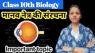 मानव नेत्र || Human eye || structure of human eyes || human eyes and colourful world || Class10th 