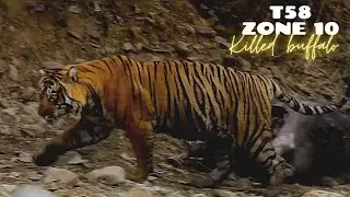 T58 killed buffalo | ranthambore national park