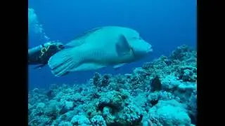 Sharm el Sheikh - Pesce Napoleone