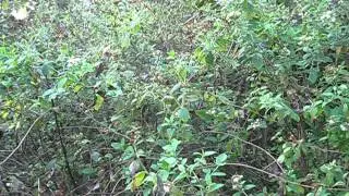 Calea ternifolia Dream Herb (Syn. Calea zacatechichi)