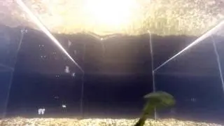 Yum pulse shad! 2