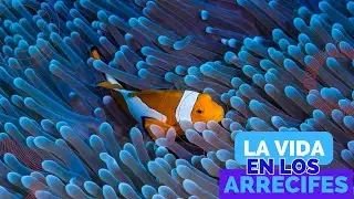 DOCUMENTAL: Mar en su M&aacute;xima Expresi&oacute;n: La Magia de los Arrecifes Coralinos 🌊✨ #documental