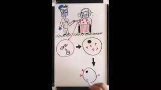 Vacunas Pfizer vs. Moderna vs. AstraZeneca vs. Sputnik V. Explicaci&oacute;n sencilla