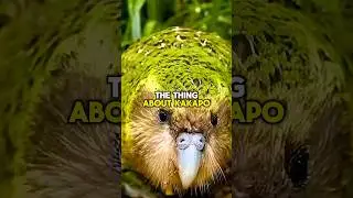 KAKAPO FACTS! #shorts #short #shortvideo #wildlife #animals #nature #birds #subscribe #shortsfeed
