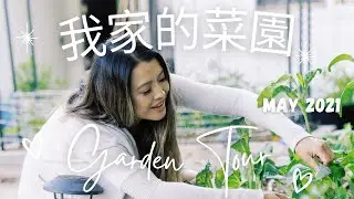 我家的菜園 | MY URBAN VEGETABLE GARDEN TOUR |  林敏俐 Tiffany