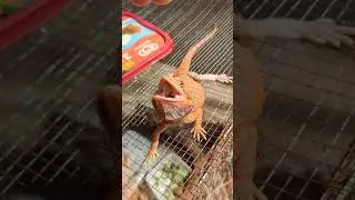 angry Bearded Dragon bite me😭😭😭