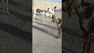 الماعز يتقاتلون مع بعضهم البعض.#shorts #youtubeshorts
