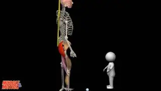 Safety Tips#Ergonomics concept#Health & Safety#Muscle posture