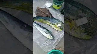 wow fresh fish yellow pin at matambaka it's so yummy 🥰🥰