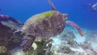 Diving Cabilao, Philippines