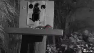 ATN X-SIGHT 4K PRO 3-14X - AirForce Talon SS First time used, Rat Shot
