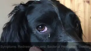 How To | Treat Conjunctivitis/Pink Eye in Dogs! 🐾