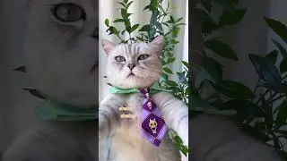 Fancy Ways Of Eating Spring Rolls!🌼🤗 Which Do You Want To Try? | Chef Cat Cooking  #tiktok #Shorts
