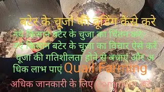 How to do Quail Bird Brooding | बटेर के चूजो की ब्रूडिंग कैसे करे