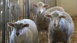 Sheep fecal sampling video