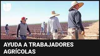 California crea programas para ayudar a trabajadores agrícolas: te contamos qué ofrecen