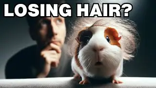 Why a guinea pig might be losing hair