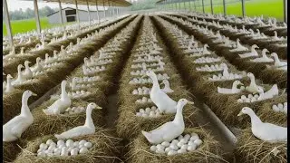 Duck Farm Harvesting Duck Eggs - Egg Farm Business Ideas - DIY Cheap Duck Food