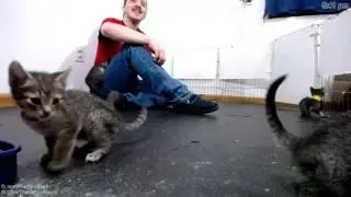 Reindeer Kittens - Introduction