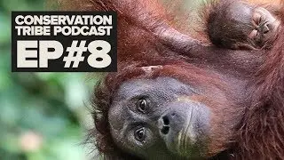 What is the Environmental IMPACT of unsustainable Palm Oil? Maria Abadilla | Conservation Tribe EP8