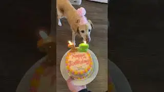 Your Sign To Throw Your Dog a Birthday Party | The Pack