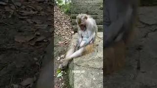 MONYET SEDIH || SAD MONKEY