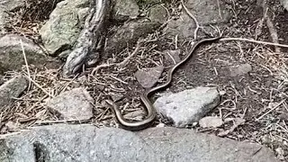 Naparca de la Groapa Ruginoasa