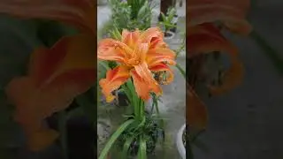 Hemerocallis fulva👉the&nbsp;orange day-lily👉tawny daylily👉corn lily👉tiger day lily❤️❤️❤️❤️