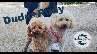 Zuhause gefunden - Dudu + Rudy