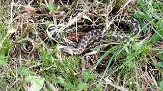 Vipera n&aacute;sz