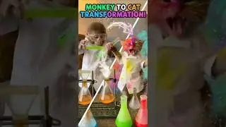 🧪 One Drop&hellip; Then BOOM 😳🐒➡️🐱 Monkey to Small Kitten/Cat #cat  #monkey  #funny
