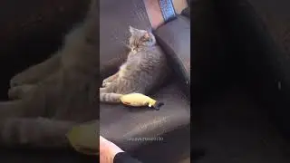Funny CAT Moments 😂😂 episode 7698 #funnycats #cats #funnyanimals #petsofinstagram