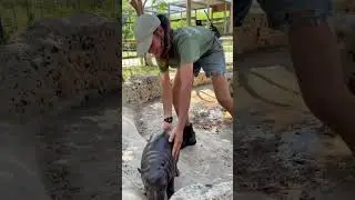 How to get a baby hippo out of the pool. #babyhippo #hippobaby #marsthehippo