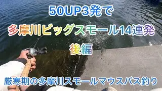 50アップ3発で多摩川ビッグスモールが14連発で釣れた話　後編　50アップが連発します#バス釣り#多摩川#釣り#スモールマウスバス
