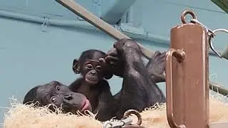 Bonobo mom bonds with baby, carries it across rope