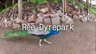 Ree Dyrepark
