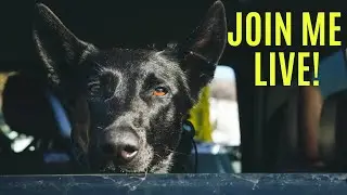 HOW TO HANDLE OFF LEASH DOGS!