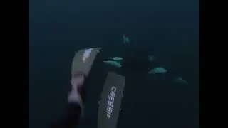 curious orcas